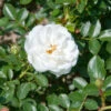 Edelrose White Babyflor 30-60cm
