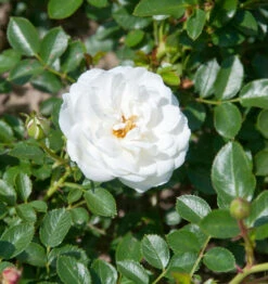 Edelrose White Babyflor 30-60cm