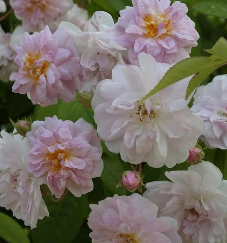 Kletterrose Pauls Himalaya Musk 30-60cm 1 Kletterrose Pauls Himalaya Musk 30-60cm