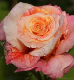 Kletterrose Aloha® 30-60cm