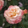 Hochstamm Rose Augusta Luise® 80-100cm