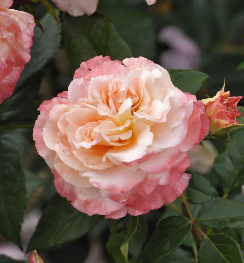 Hochstamm Rose Augusta Luise® 80-100cm 1 Hochstamm Rose Augusta Luise® 80-100cm