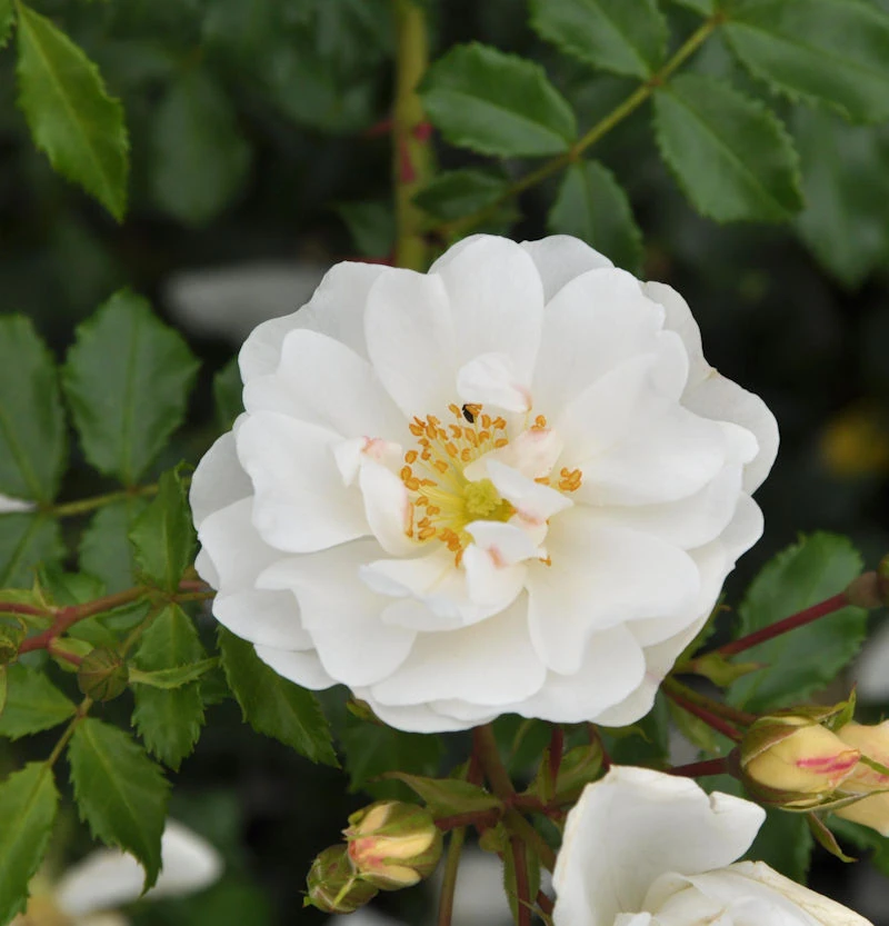 Hochstamm Rose Diamant® 80-100cm 1 Hochstamm Rose Diamant® 80-100cm