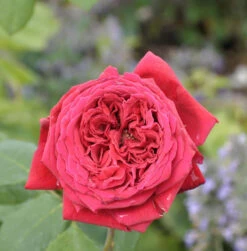 Duftrose Duftfestival 30-60cm