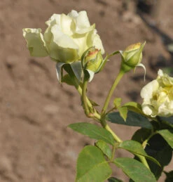 Kletterrose Elfe® 30-60cm