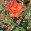 Floribundarose Fellowship® 30-60cm