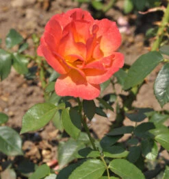 Floribundarose Fellowship® 30-60cm