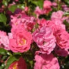 Hochstamm Rose Heidetraum® 80-100cm