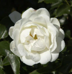 Hochstamm Rose Innocencia® 60-80cm