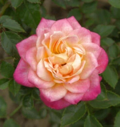 Minirosen Mandarin 15-20cm