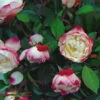 Hochstamm Rose Nostalgie® 80-100cm