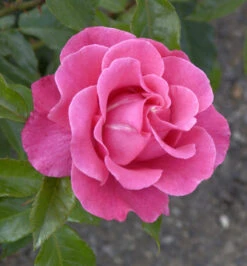 Strauchrose Romanze® 30-60cm