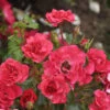 Floribundarose Rotilia® 30-60cm