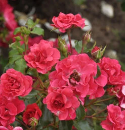 Floribundarose Rotilia® 30-60cm