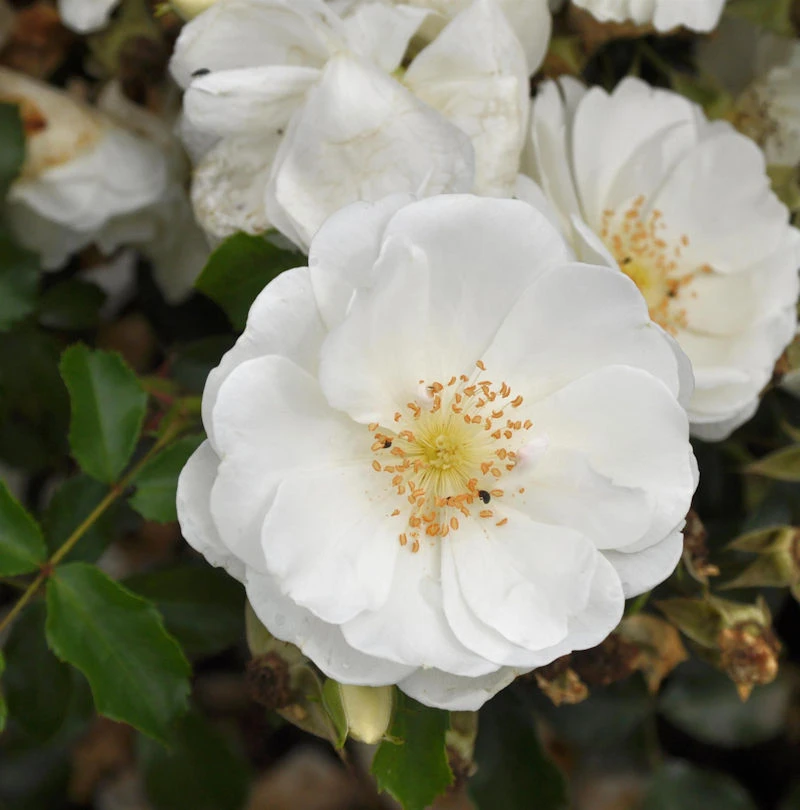 Hochstamm Rose Schneeflocke® 80-100cm 1 Hochstamm Rose Schneeflocke® 80-100cm