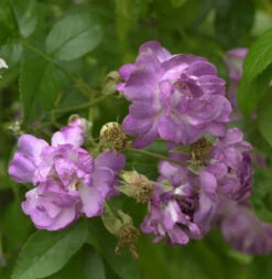 Kletterrose Veilchenblau 30-60cm