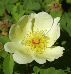 Parkrose Hugonis 30-60cm