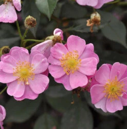 Hochstamm Rose Lavender Dream 80 - 100cm