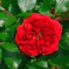 Hochstamm Rose Out Of Rosenheim® 80-100cm