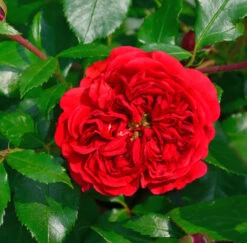 Hochstamm Rose Out Of Rosenheim® 80-100cm