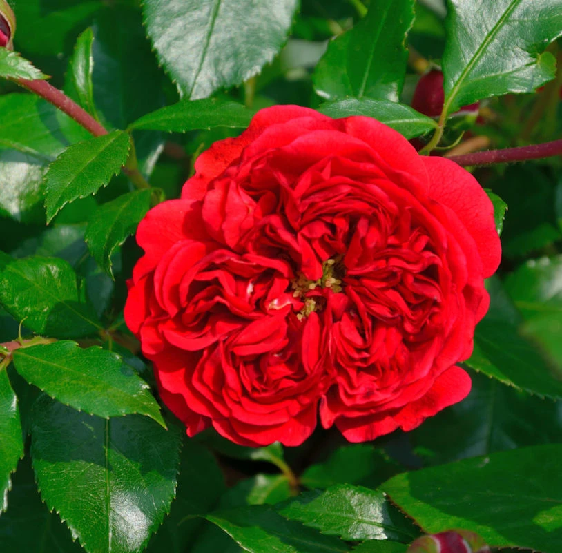 Hochstamm Rose Out Of Rosenheim® 80-100cm 1 Hochstamm Rose Out Of Rosenheim® 80-100cm