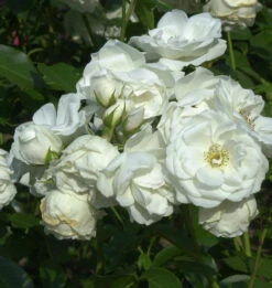 Hochstamm Rose Schneewittchen® 80-100cm