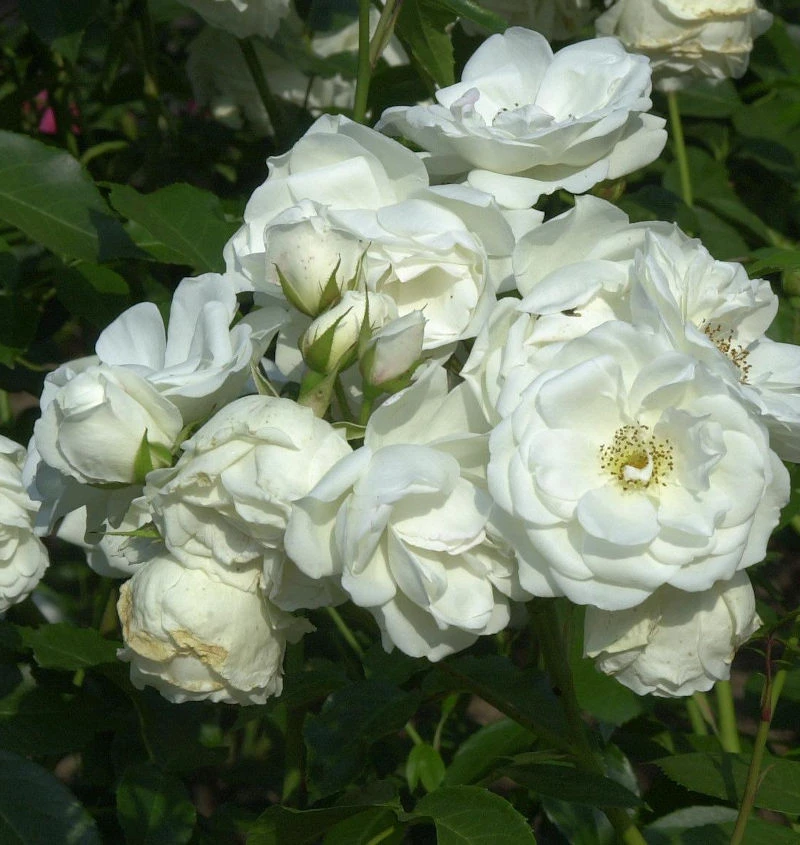 Hochstamm Rose Schneewittchen® 80-100cm 1 Hochstamm Rose Schneewittchen® 80-100cm