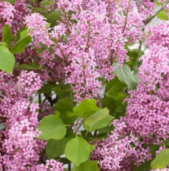 Zwergflieder Flowerfesta®Pink 30-40cm - Syringa Vulgaris