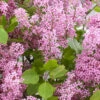 Hochstamm Zwergflieder Flowerfesta® Purpur 100-125cm - Syringa