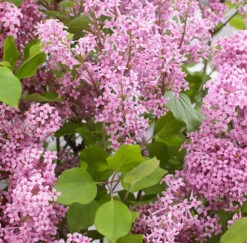 Zwergflieder Flowerfesta® Purpur 40-60cm - Syringa