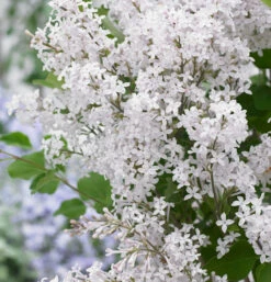 Hochstamm Zwergflieder Flowerfesta®White 60-80cm - Syringa