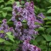 Edelflieder Prince Charming 40-60cm - Syringa Prestoniae