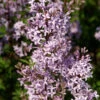 Hochstamm Afghanischer Flieder 80-100cm - Syringa Afghanica