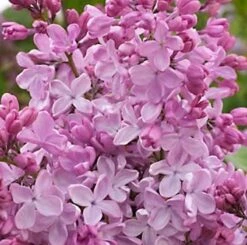 Edelflieder Esther Staley - Kircher-Collection 30-40cm - Syringa Hyacinthiflora