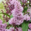 Edelflieder Minuet - Kircher-Collection 30-40cm - Syringa Hyacinthiflora