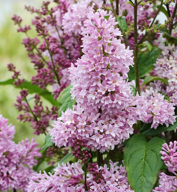 Edelflieder Minuet - Kircher-Collection 30-40cm - Syringa Hyacinthiflora 1 Edelflieder Minuet - Kircher-Collection 30-40cm - Syringa Hyacinthiflora