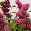 Edelflieder Miss Canada - Kircher-Collection 60-80cm - Syringa Hyacinthiflora