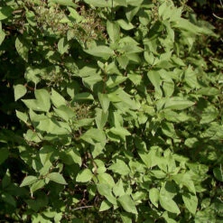 Hochstamm Ungarischer Flieder Holger 80-100cm - Syringa Josikaea