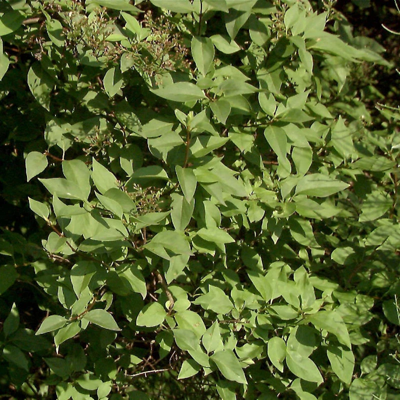 Hochstamm Ungarischer Flieder Holger 80-100cm - Syringa Josikaea 1 Hochstamm Ungarischer Flieder Holger 80-100cm - Syringa Josikaea