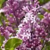 Hochstamm Zwergflieder Meyers Palibin 40-60cm - Syringa Meyeri