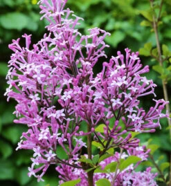 Edelflieder Red Pix 60-80cm - Syringa Meyeri