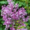 Edelflieder Red Pix 80-100cm - Syringa Meyeri