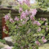 Zwerg Duftflieder Josee 80-100cm - Syringa Meyeri