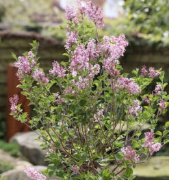 Zwerg Duftflieder Josee 30-40cm - Syringa Meyeri
