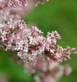 Herbst Flieder 30-40cm - Syringa Microphylla
