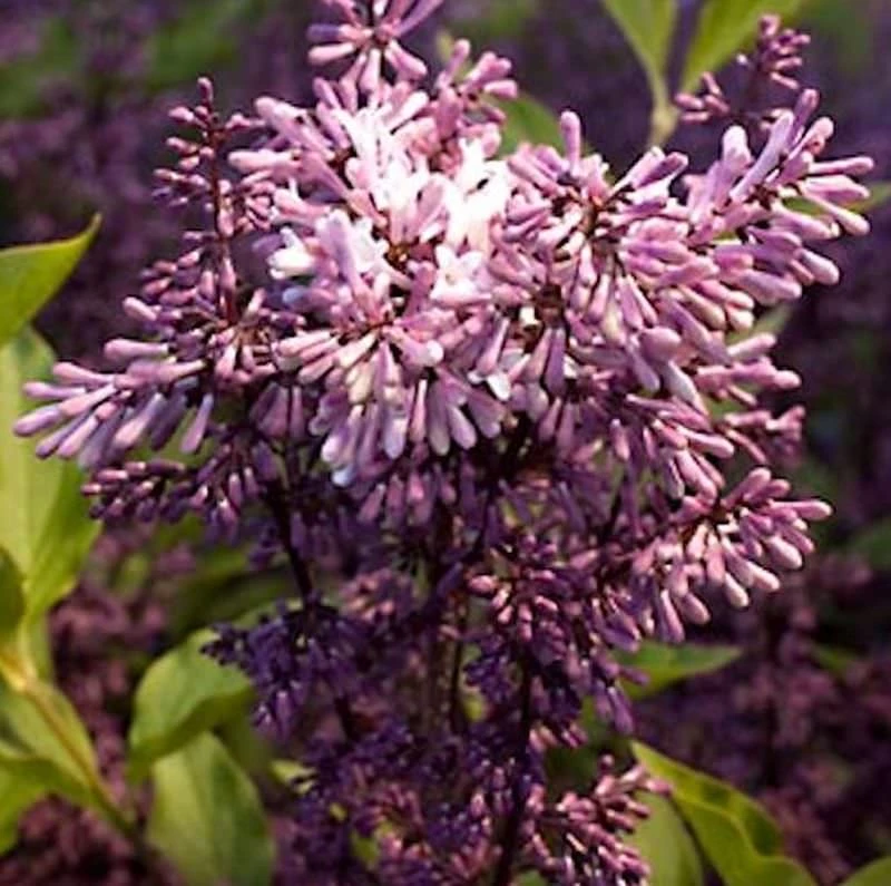 Hochstamm Spanischer Flieder Miss Kim 60 - 80cm - Syringa Patula 1 Hochstamm Spanischer Flieder Miss Kim 60 - 80cm - Syringa Patula