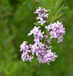 Persische Flieder Laciniata 80-100cm - Syringa Persica