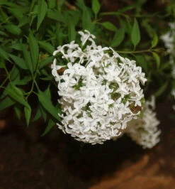 Hochstamm Weißer Persische Flieder 60-80cm - Syringa Persica Alba