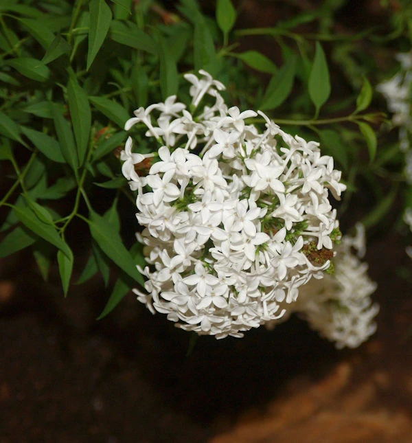 Hochstamm Weißer Persische Flieder 60-80cm - Syringa Persica Alba 1 Hochstamm Weißer Persische Flieder 60-80cm - Syringa Persica Alba