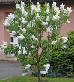 Fiederblättriger Flieder 30-40cm - Syringa Pinnatifolia